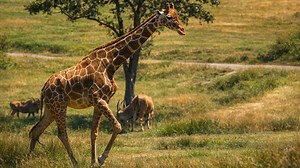 Giraffe walking across African savannah