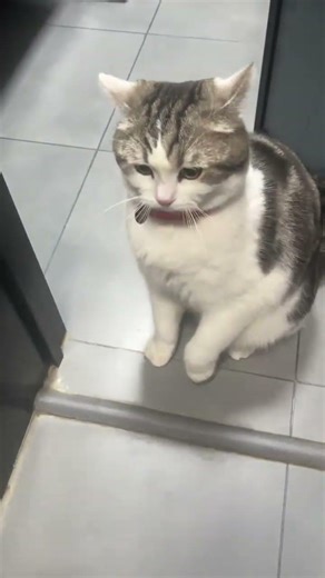 Unconventional Motherly Love: The Bad Cat's Secret MagicPill BadCat