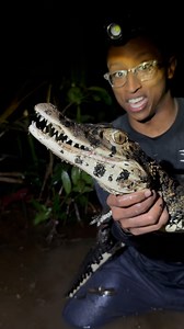 My first ever Black Caiman (Melanosuchus niger) catch was something I’ll never forget! This night in general was incredible for getting experience with crocodilians, something I didn’t have much of at all before this trip! Before this caiman I’d caught two other species in the same area, but the Black Caiman being the king of all caimans in the world was my #1 target. After diving after many that night I finally caught this one! Even though it was a little one, the strength of this animals was i