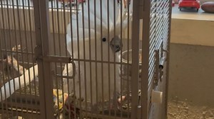 Cockatoo brings full Coachella vibes while grooving inside its small cozy cage