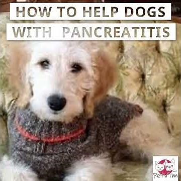 How to help Dogs with Pancreatitis