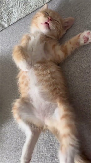 I disturbed his nap 😹#cat #fyp #kitty #catlover