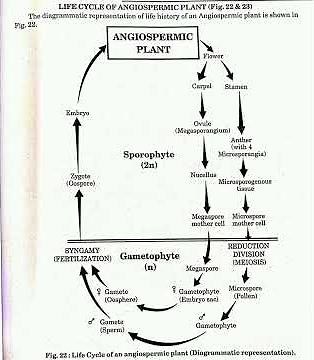 Life Cycle of angiospermic plants #biology #science #neet #botany #gk #angiosperm #class11 #class12