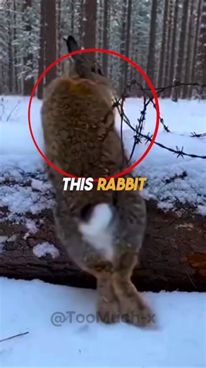 This Rabbit Was Trapped in Barbed Wire…