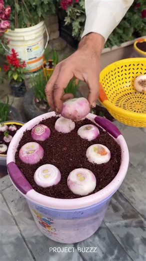 This Onion Hack Changed My Kitchen Garden Forever #vegetables #greenonions #gardening