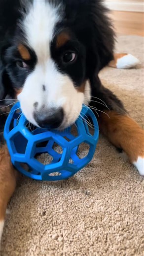 i love my new toy!! 💙 #newtoys #puppytoy #bernesemountaindog | Nash.The.Berner