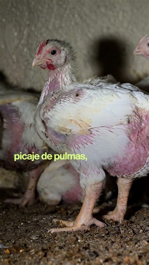 No queremos que esta sea la realidad de los pollos