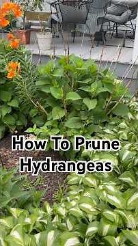 How to prune your hydrangeas so you maximize your flowers!