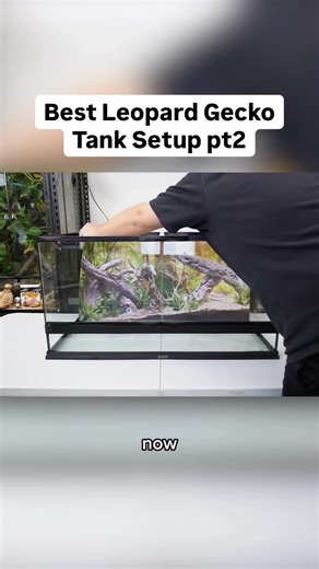 Cedric Sweet | Best Leopard Gecko Setup pt 2 | Instagram