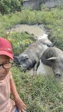 porco lamiado quer lamia oulto #barro #lama