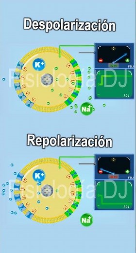 Potencial de acción | Despolarización y repolarización, mostrando el efecto del sodio y el potasio.