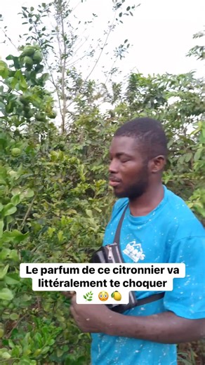 L’odeur de ce citronnier va littéralement te surprendre 😳🍋 Le citron combava, avec son parfum intense et ses feuilles aromatiques, est un trésor pour la santé. Utilisé en cuisine, en infusion ou en huile essentielle, il renforce l’immunité, soulage la fatigue et purifie l’organisme. Un citron pas comme les autres, idéal pour ceux qui aiment allier bien-être et nature 🌱 👉🏾 Disponible dès maintenant chez Pépinière-Ivoire 📞 225 07 67 67 59 07 / 05 02 76 58 59 #Combava #CitronCombava #PlantesM