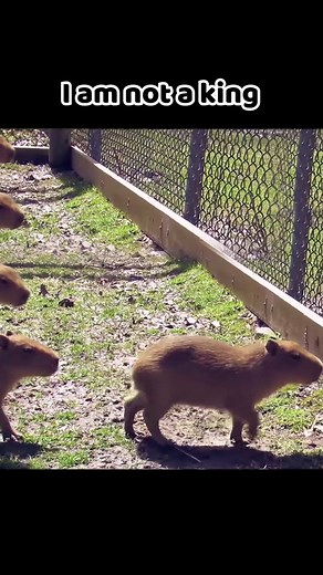 Capybara Gaming: Mobile Game Adventures