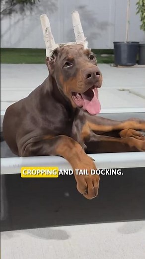 Are Doberman Ears and Tails Fake???