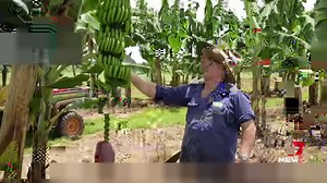 It's taken more than two decades, but Queensland scientists think they've finally perfected a genetically-modified banana. The fruit is resistant to Panama disease and has just been approved for human consumption. 7NEWS at 6pm. #7NEWS | 7NEWS Sunshine Coast