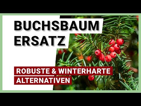 Buchsbaum Ersatz: 6 alternative Bepflanzungen für den Garten