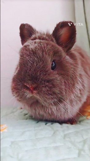 This Bunny Is Too Cute To Be Real 🐰 | You Won't Stop Smiling!