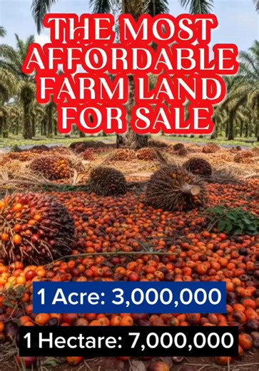 Imagine planting once and reaping the benefits forever. This is more than just land; it’s a legacy and a wealth-creating investment with purpose. 📍 Prime Location: Strategically located in Imeko Afon Local Government, Ogun State, providing easy access to markets and transportation links. Own a Piece of Nigeria’s Thriving Palm oil Industry! 📜 Title: Certificate of Occupancy Pre-launch Price: 1 Acre- ₦3,000,000 1 Hectare - ₦7,000,000 💰 Flexible payment plan available (3 months with no interest)