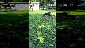 Dogs Get Stuck on Spin Cycle