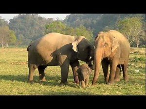 Baby Elephant Bath Time Part3 - ElephantNews