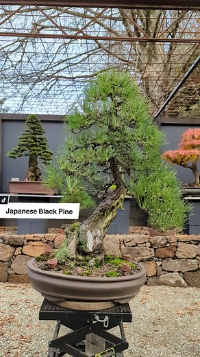 Stunning Japanese Black Pine bonsai! One of many stand out pieces in the Chojo Feature Trees collection, this JBP is an impressive plant standing over a metre tall with eye-catching deadwood and high ramification. The asymmetry of the design creates drama and allows the eye to fluidly follow through each detail of the tree. After the old wire was removed it then required extensive wiring on secondary and tertiary branches. Allowing new buds enough sunlight in an upright angle is particularly imp