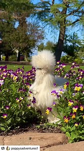 1.4K views · 154 reactions | Spring chickens!!  Beautiful World.  www.poppythechicken.com #springchickens #roosters #chickens #hens #silkiesofinstagram #crossbeaksofinstagram #fresno #centralcalifornia #centralvalley #whatadayforadaydream #dreamin #bundleofjoy #petpoultry #uniquepets #springflowers #blooms | Poppy’s Adventures | Facebook