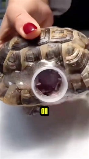 Why Was There a Bottle Cap on This Turtle’s Shell? The Reason Is Brilliant. 🐢😳