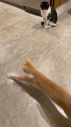 Cat laser pointer #cat #kitten