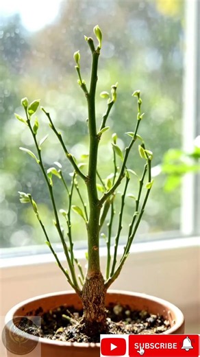 Lemon Growing Time Lapse | Complete Life Cycle 🍋🌱 #shorts