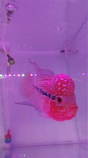 Flowerhorn fish | vastu fish | flora fish | SRD flowerhorn fish.