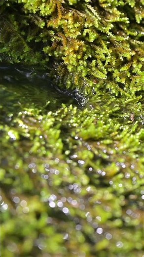 Water Sounds ASMR Paradise
