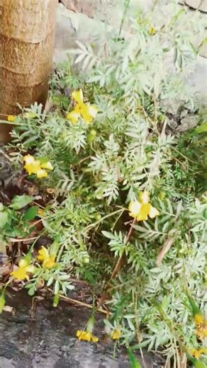 How is the Java flower tree? #beautiful #lifeisbutadream #mustafiz