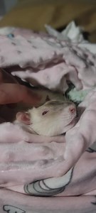 230K views · 14K reactions | Tonight I have an amazing video of Nicholas getting pets and boggling. Boggling is when a rat moves it's eyes in and out and is a sign of extreme happiness in a rat. It's also really cool looking! Nicholas is the bestest happiest rat ever. He also is a shining example of why everyone should love rats. #rat #UnsolicitedNicPic | The Pipsqueakery | Facebook