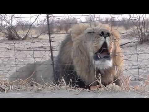 Big Lion Roaring