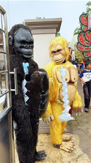 Dua King Kong #gorilla #monkey #monyet