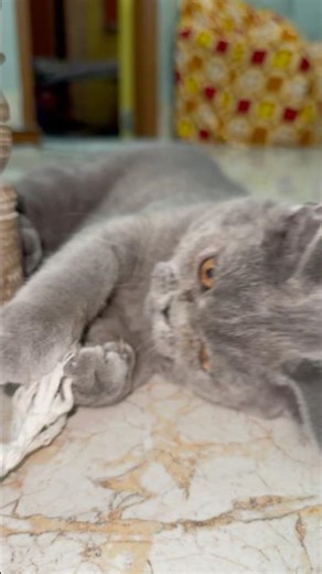 Cat Playing in the Cutest Way Ever 😻