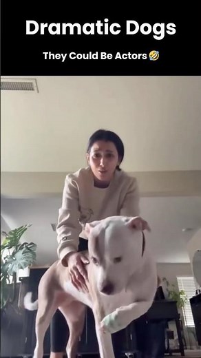 These Dogs Are So Dramatic They Could Be Actors 🤣