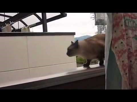 Un chat saute d'un balcon... FAIL