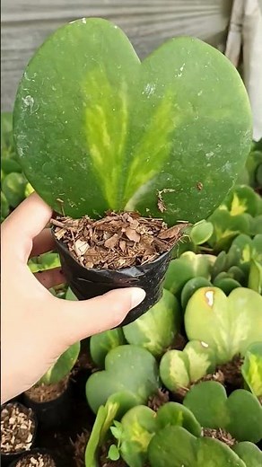 Rare Inner Variegated Hoya Heart 🌱 | Unique Succulent Plant #shorts