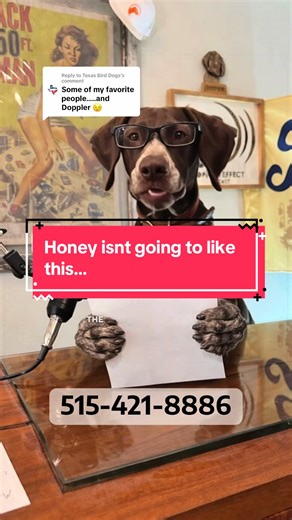 Replying to @Texas Bird Dogs The Doppler Effect helping is open again and this time Someone wants to know when Doppler and Honey @Texas Bird Dogs are going to get together again… #gsp #dogslife #dogsoftiktok #dogtraining #humor