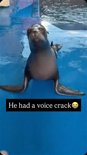 Seals and Sealions 🦭 on Instagram: "Because they have long back flippers that can rotate, sea lions can scratch themselves exactly like a dog. 🐕 When they get an itch behind the ear, they sit down and go to town with their flipper, looking totally blissful. It is one of the most relatable things they do. We share clips of this all the time because seeing a 300kg sea animal scratching its ear like a Golden Retriever is something you just need to see to believe. Join The Community @SealVault 🦭 