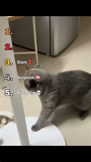 ranking craziest cat wwe moves #cat #funny #shorts