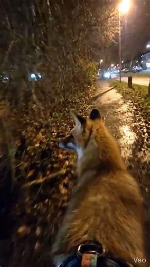 Red Fox,Urban Edge(Eastern Europe)