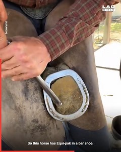 160K views · 171 reactions | These guys have great solutions for fixing damaged horse hooves!  | LADbible New Zealand | Facebook