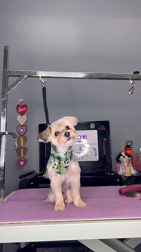 Rocco the Yorkie Grooming | Dogs by Logan