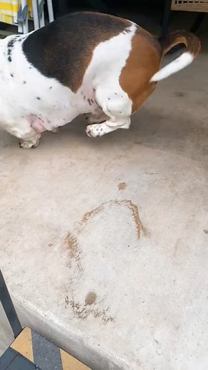 Back at it again. 😁 #basset #bassethound #fyp #fypシ #bassethounds #baudelaire #boernebasset #hounddog #lowrider #love #happy #cute #dogs #fun #funny #silly #trend #trending #viral #viralvideo #viral #mad | smart pet's
