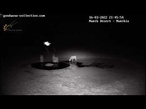 Chase: hyena run from wildebeest