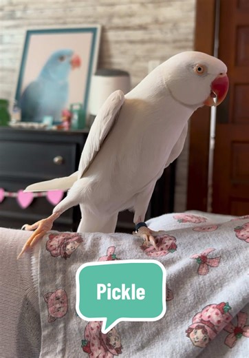 Nervous Pickle Tickle and His Baby Bird Friends