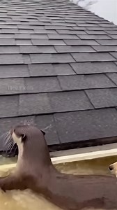 Amazing footage captured during a massive flash flood shows an unlikely hero in action. A small puppy was stranded on a partially submerged roof as water levels continued to rise. A river otter swam through the debris-filled current to reach the pup, acting as a living raft to ferry the animal to the safety of a nearby garage. Onlookers were stunned by the otter's seemingly intentional rescue effort. This video is created with AI and the story is for your entertainment. | Vu Family