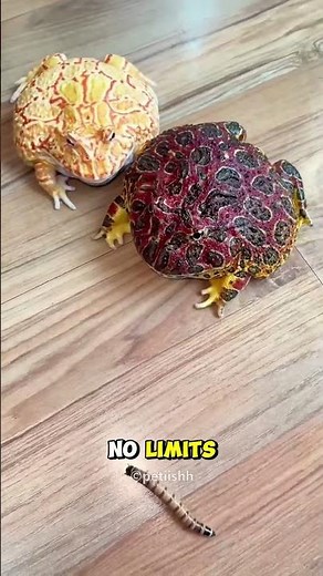 Frogs Loves Eating Everything😍